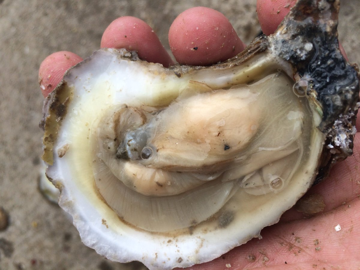 Finally. The hiatus is at an end and the server issues are resolved. An all new post at tartqueenskitchen.com