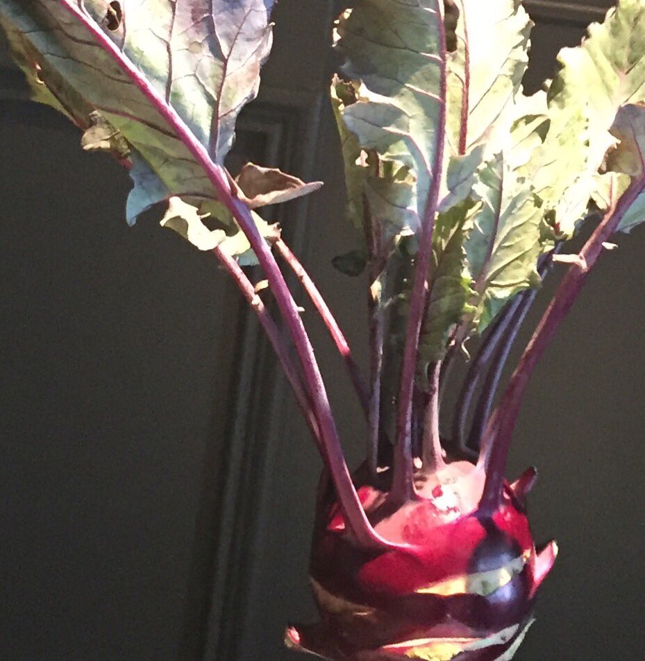 Krazy for Kohlrabi #turniptruck <a href="/Aria/">Aria</a> Atlanta #ariaatl