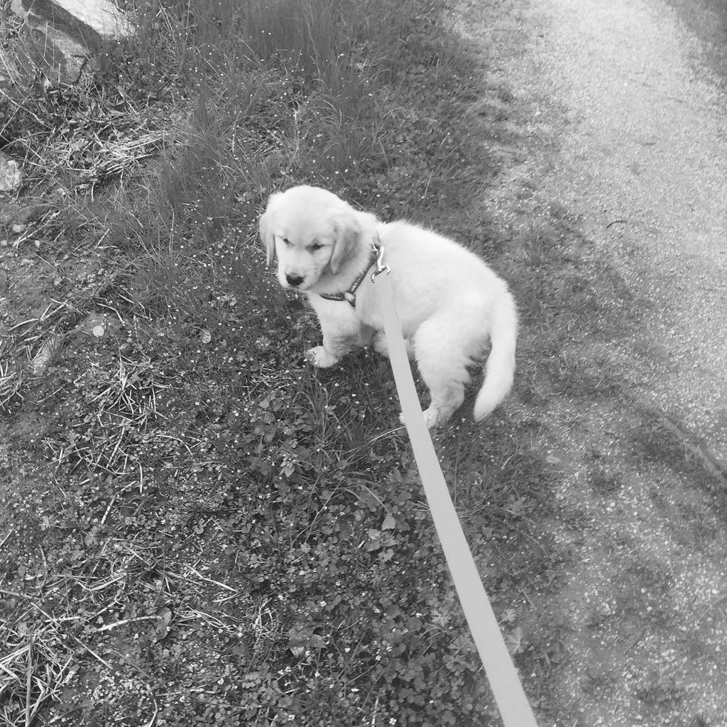 dogsbetterlives's tweet photo. Learning his name and leash training❤️ #zephyrthegolden #dogsforthedeafofficial #futureass… https://t.co/zDHrdkJU4F https://t.co/w16XFzirr3