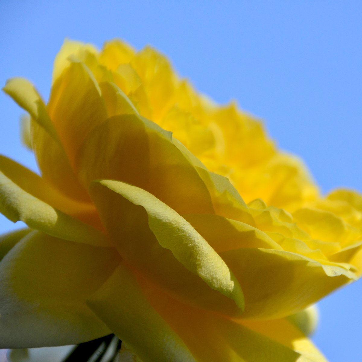 If you were a rose you would be a Damasque rose wouldn't you?
#rose #Damasque #scentedroses #traditionallygrown