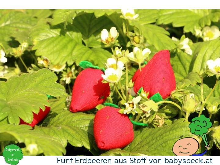 Babyspeck & Brokkoli (@babyspeckat) on Twitter photo Unsere Stofferdbeeren sind schon reif und wie vieles andere bei <a href="/monstamums/">Noch immer Lehrerin nach einer Pandemie</a> zu gewinnen. bit.ly/1TM23RH Unsere Stofferdbeeren sind schon reif und wie vieles andere bei <a href="/monstamums/">Noch immer Lehrerin nach einer Pandemie</a> zu gewinnen. bit.ly/1TM23RH