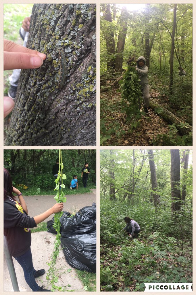 MsLindsay777's tweet photo. Thx @FriendsMissRiv for authentic learning &amp; service trip to wrap up our environments unit! @MPS_Andersen #mps https://t.co/f1nLSxdoUh