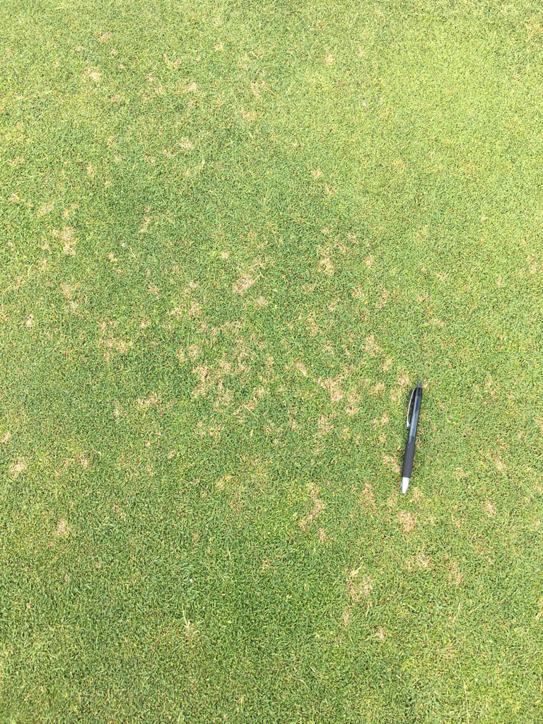 plkoch2's tweet image. SK $ spot model predicted disease over the weekend and poof it appears #magic @damon_lee_smith @KernsJim