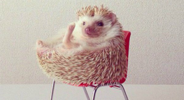 「darcytheflyinghedgehog」の画像検索結果