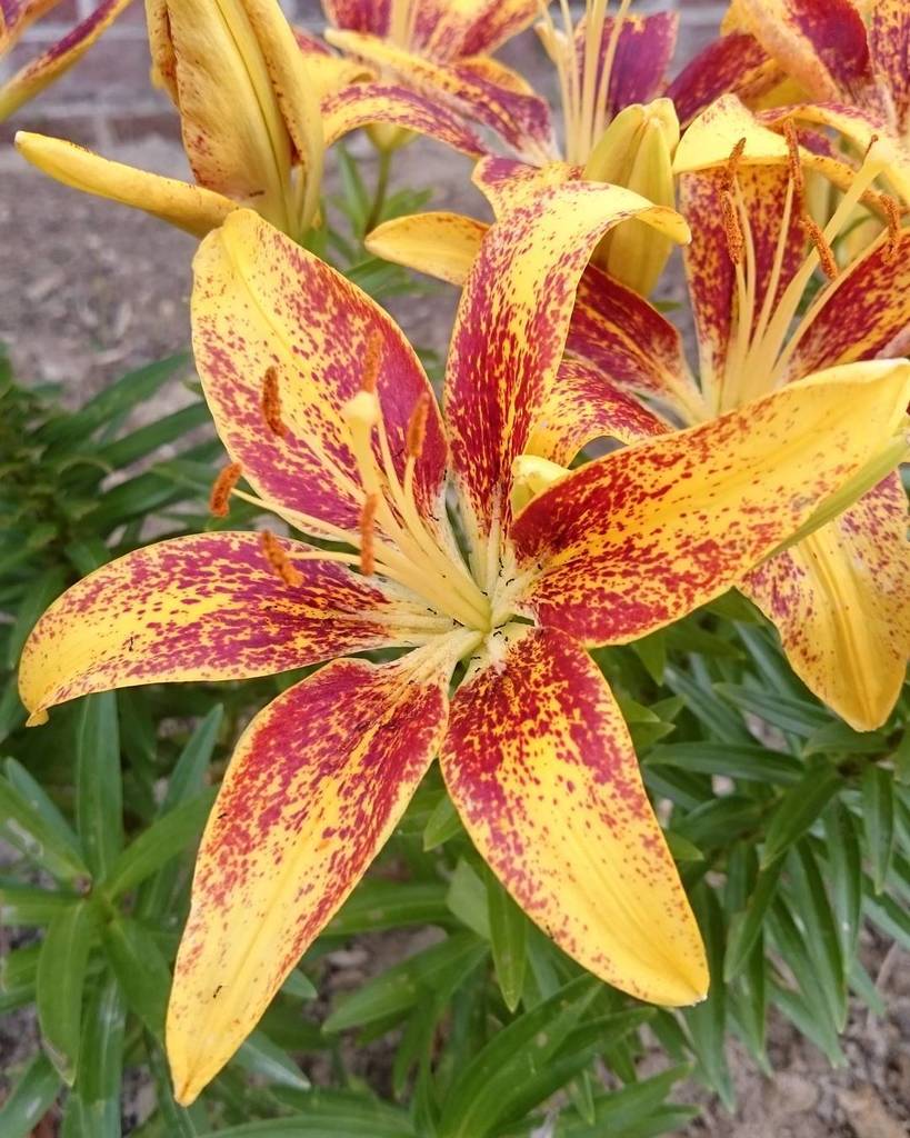 Merrywood_Farm's tweet photo. #flower blooming on this #beautiful #Thursday! #simplelife #simplepleasures #farmlifebestโฆ https://t.co/xJvesoivKN https://t.co/G3B3zKwP5g