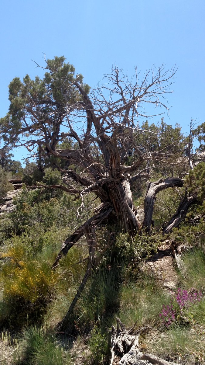 teirdragon's tweet photo. #GnarlyTrees collection @JRockstar007 @worldlyjoe @LSDA69 @muskrattt https://t.co/oHliKkk0uB