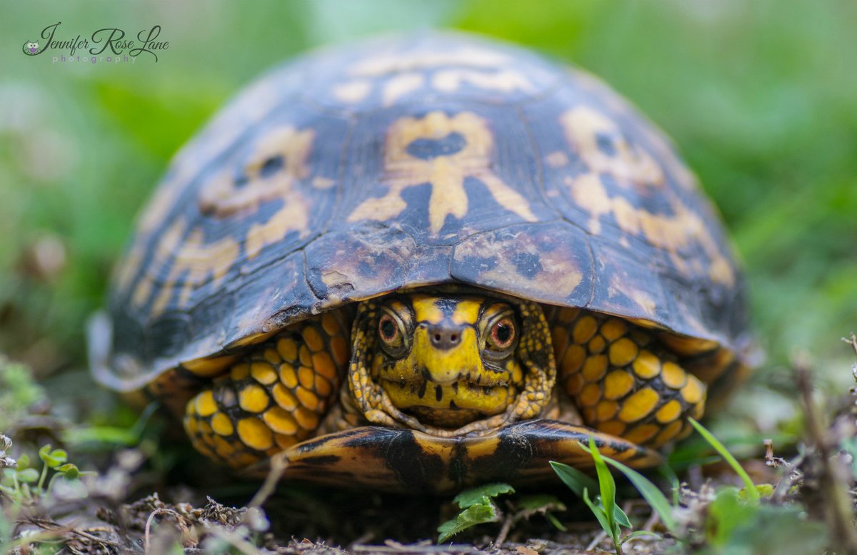 Jens_Starry_Sky's tweet image. How I feel most of the time...LOL! #BoxTurtle #Terrapene #Nature #NaturePhotography #Photography #Introvert #WV