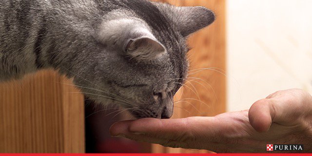 NBeetschen's tweet image. Treating your pet is a great way to reward them, just watch out for how much. #iampurina  soch.us/1t4HidH