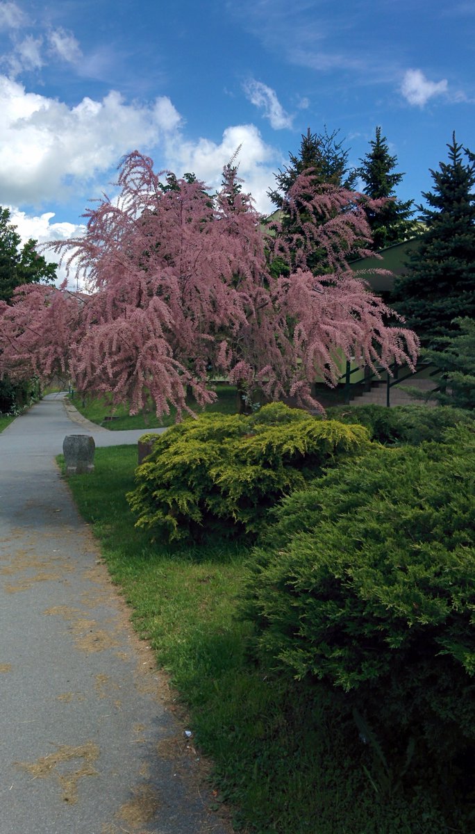 jarusiak's tweet photo. last one from #presov #sekcov #slovakia #spring https://t.co/kPLrbF6azr