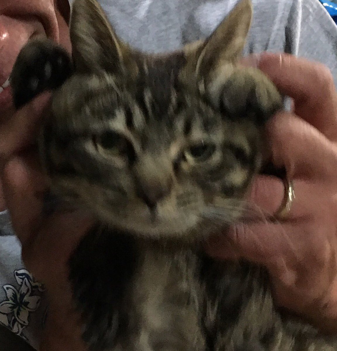 pinechan_RT's tweet image. みそちゃんとパピー
#猫