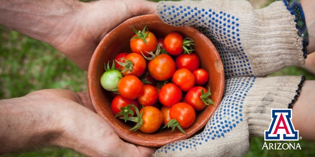FreshFoodSafety's tweet photo. Check out this article from @azcoopext #TomatoTime https://t.co/0YDIF37hU3 https://t.co/twC2r4dlyL
