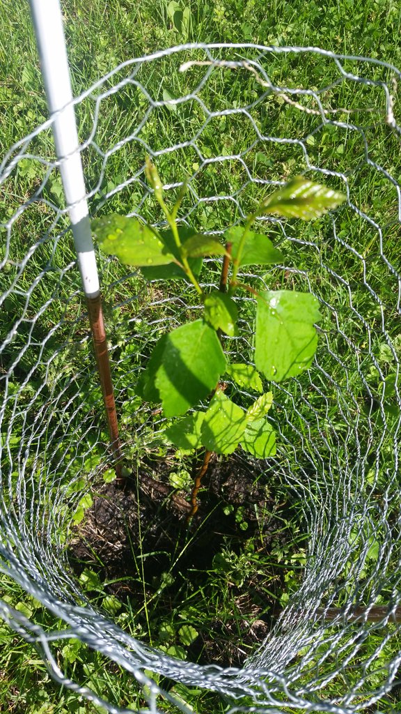 Butterfly_Byram's tweet image. How is your tree growing? #Treesforkids