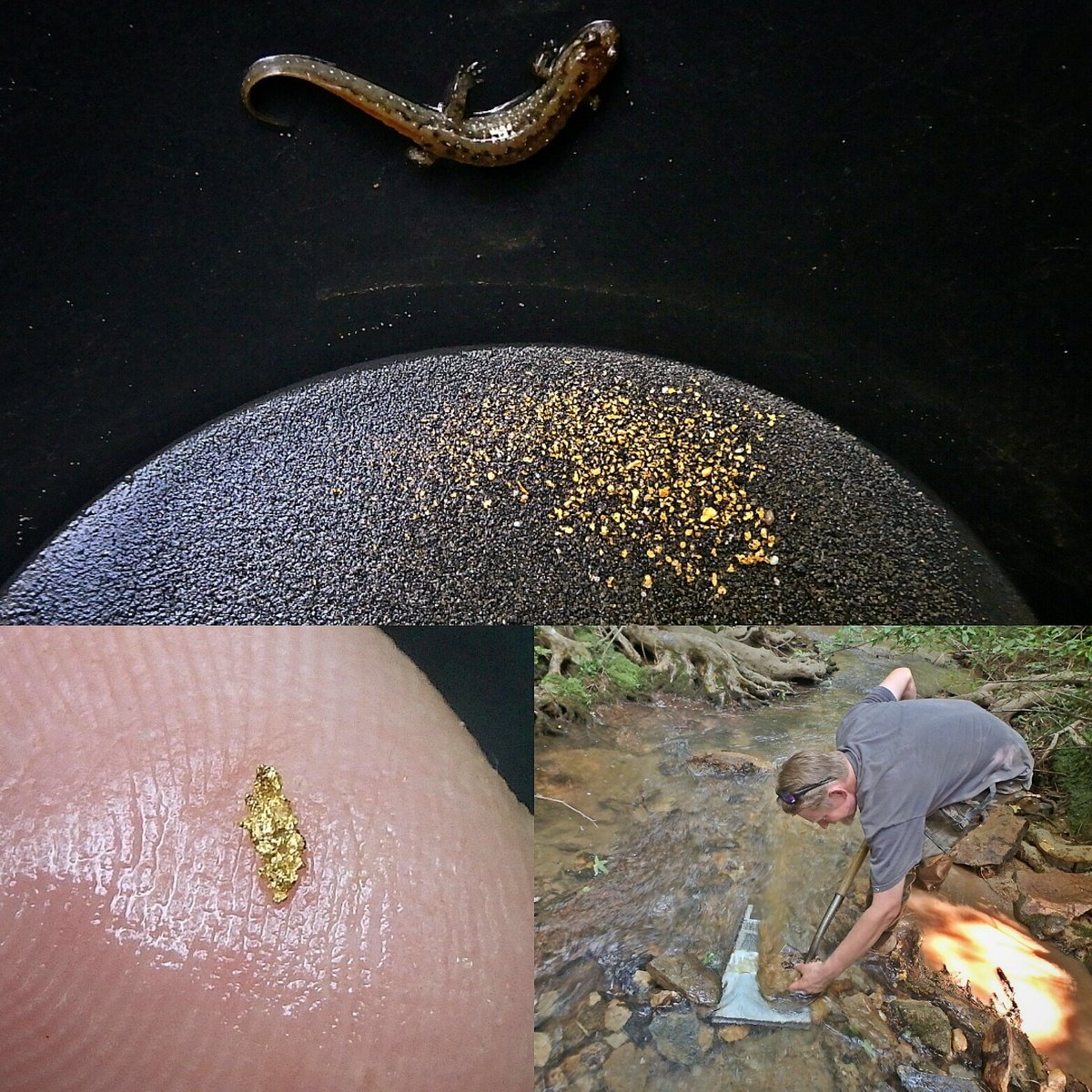 sluicelee's tweet photo. #Goldprospecting trip, found some nice #color.  #gold #barberdime #sluicebox #bazookasluicemod #happyprospecting https://t.co/WCwJwD5tiA