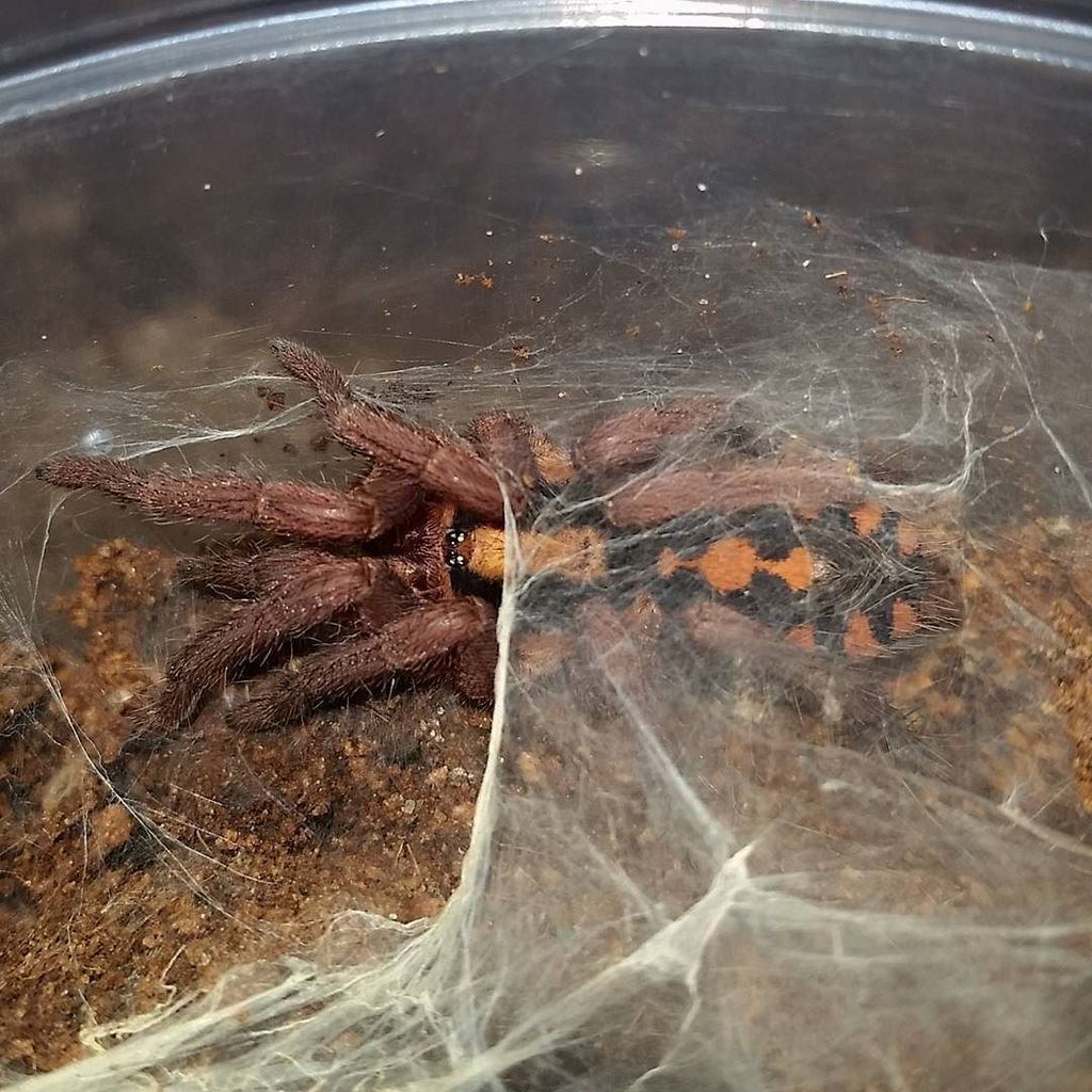 Camelia_CantoL's tweet photo. Web blankie. #hapalopus #hapalopusspcolombianlarge #tarantulasofinstagram #spider_house_gallery #tarantulas #arachn… https://t.co/Y5Qx4kdIv6