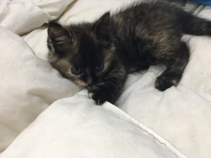 Bebe https://t.co/knmo9aX3tu