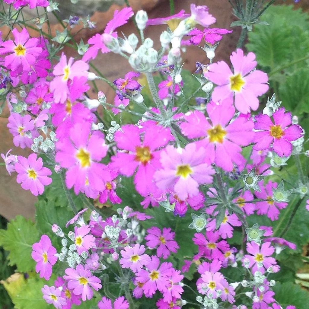 happyactivekids's tweet photo. Purple Primula Flower Power. #flowers #flowerstagram #flowersofinstagram #igflowers #igflo… https://t.co/CUOxgk2Owj https://t.co/08mPpFeOrj