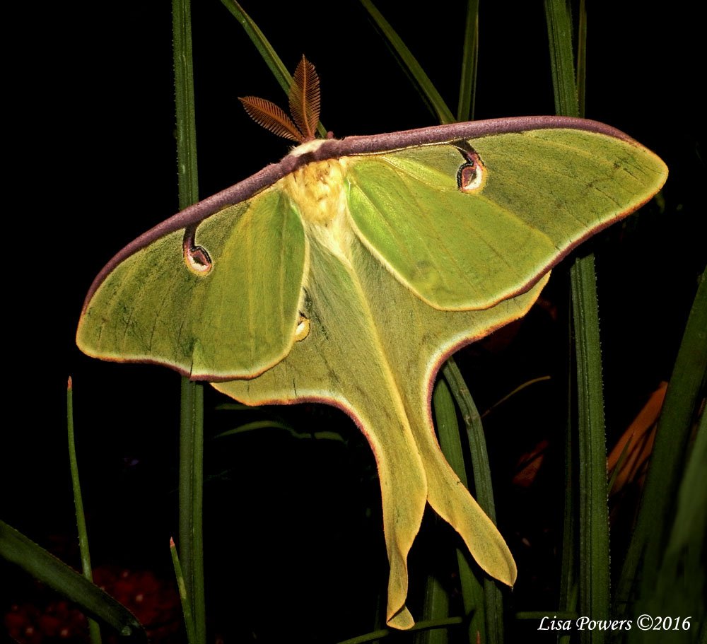 FroghavenFarm's tweet photo. Luna moth - Actias luna #MothsRBeautiful #BugsBCute #NationalMothWeek #LeeCountyVA #ChemicalFreeYard https://t.co/atgB3g1Zrv