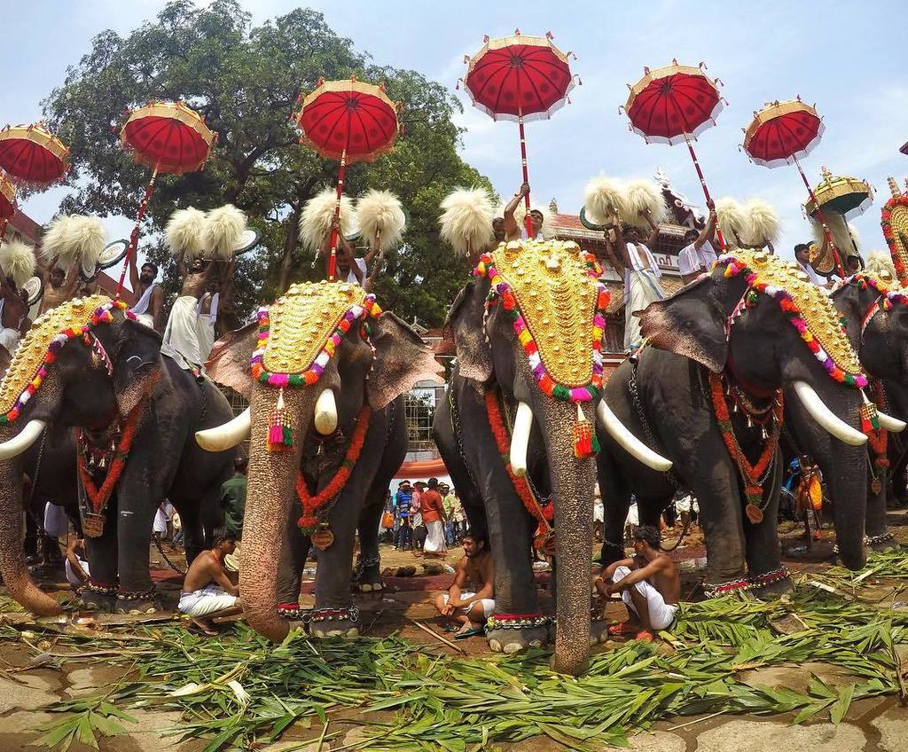 Betaexplorer's tweet photo. This long-faced line up is primed to celebrate the moon rising with the Pooram star in the Thissur Pooram, one of t… https://t.co/A4uG3DoS0G