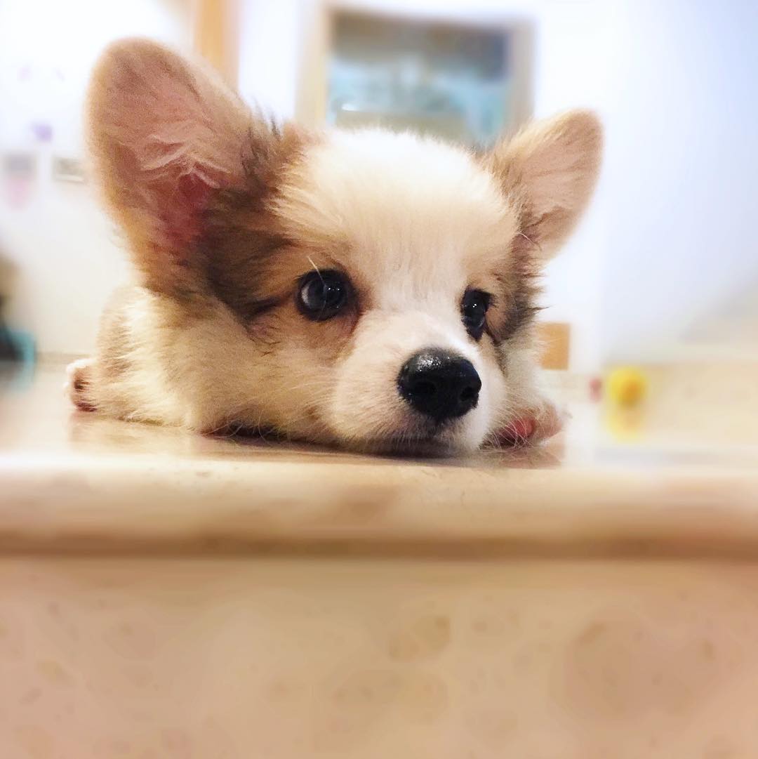 dogsofinsta's tweet photo. Feeling so lazy... 🐶 #corgi #corgipup #corgipuppy #corgilife #corgination #corgicommunity #corgistagram #corgisofin… https://t.co/DBOLf27qXr