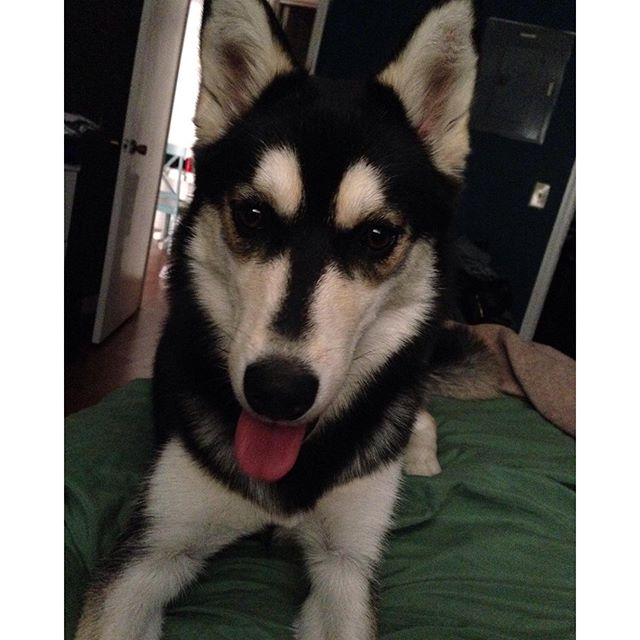 DailyHuskies's tweet photo. Credit: https://t.co/zrgpvjJeBp https://t.co/vAEYjDG8L4