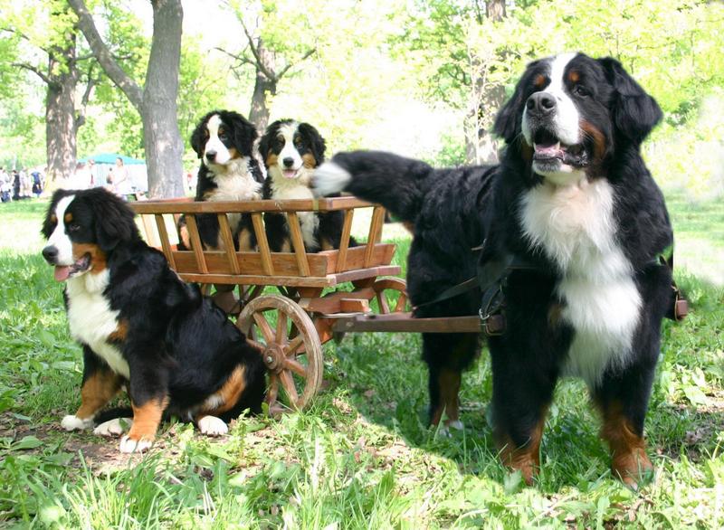 TheLivingCliche's tweet photo. @EnvGen 
Looks like a Bernese to me - biggest softies known to dogkind 💙🐾 https://t.co/fl4XkrxJSG