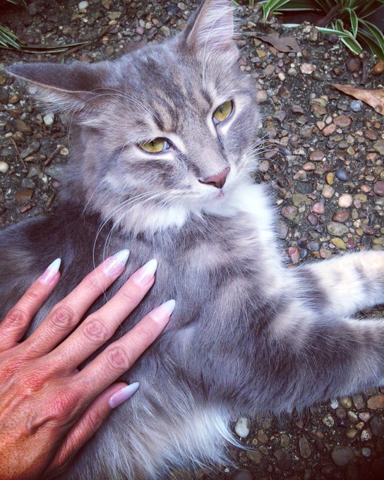 Fresh nails 💅🏼 and Batman 😽 ...he is not amused and just wants to be  scratched and petted! https://t<a href="/tag/htown"class="tags"><span>#htown</span></a><a href="/tag/rockets"class="tags"><span>#rockets</span></a><a href="/tag/backtoback"class="tags"><span>#backtoback</span></a><a href="/tag/backtothe90s"class="tags"><span>#backtothe90s</span></a>