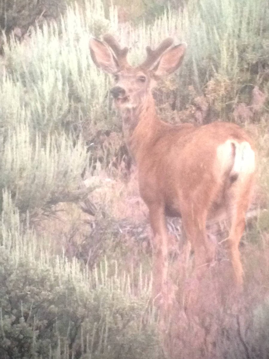 PointhunterCEO's tweet photo. Started scouting yet? What tags did you draw? Share what tag you drew and be entered to win a  PointHunter hat. 
# https://t.co/kJwN185Xrw