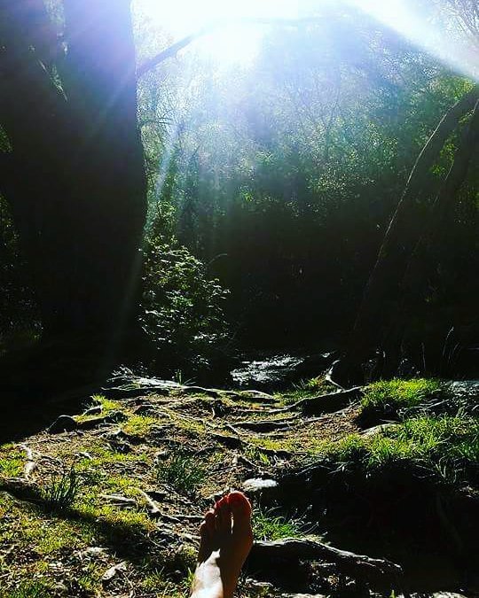 vivalapedri's tweet photo. .@belstaffff: #relax #nature #grass #green #sun #sunshine #forest #lapedriza #green #tree … https://t.co/5SqBVQkL0I https://t.co/l6bCtBeSob