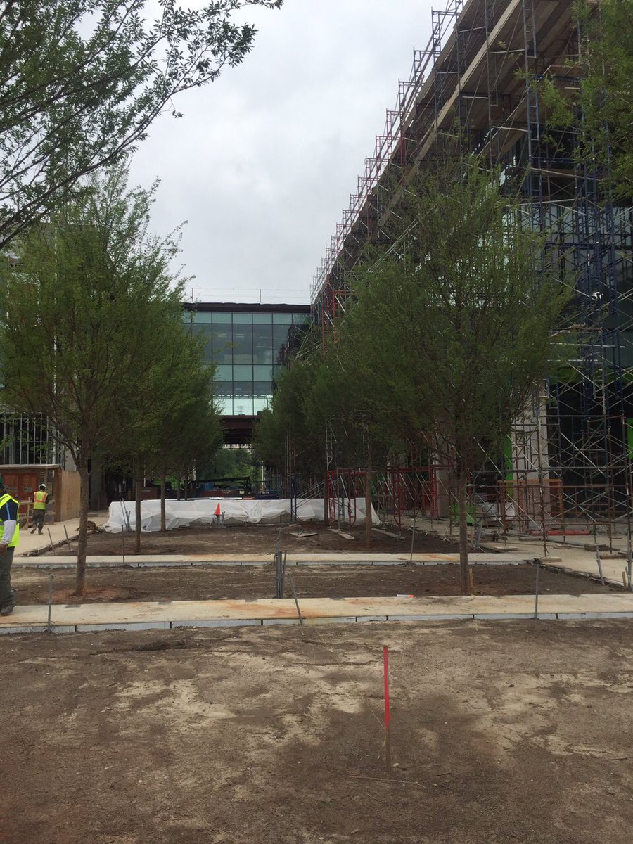 Dftrees's tweet image. These Allee Elms are happy to be in their new home in Dallas, Texas.  More pics to come! #landscapearchitecture