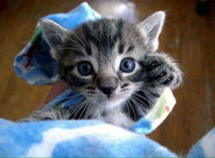 ADangerousButch's tweet photo. @amyallantdf Happy birthday to you from @JareWolf &amp; I.Hope it's a great 1.Blessings to you.🌹🎂🍧🎉🎈😉🙏🕯🍬 https://t.co/DObcgqxHWv