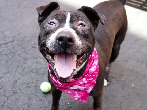 UrgentPart2's tweet photo. BABY GIRL - A1074801 - TO BE DESTROYED 06/01/16 A volunteer writes (as told by Baby ...
https://t.co/NaQux5LtrK https://t.co/vnnT60hIDy
