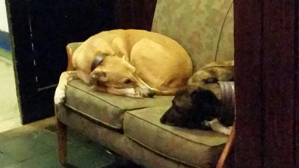 CarlShilleto2's tweet photo. Maggie and Roxy chillin' out post @BarbicanEvents @adamaofficial concert at @WoolpackInnYork... https://t.co/F1hR5x59Uu