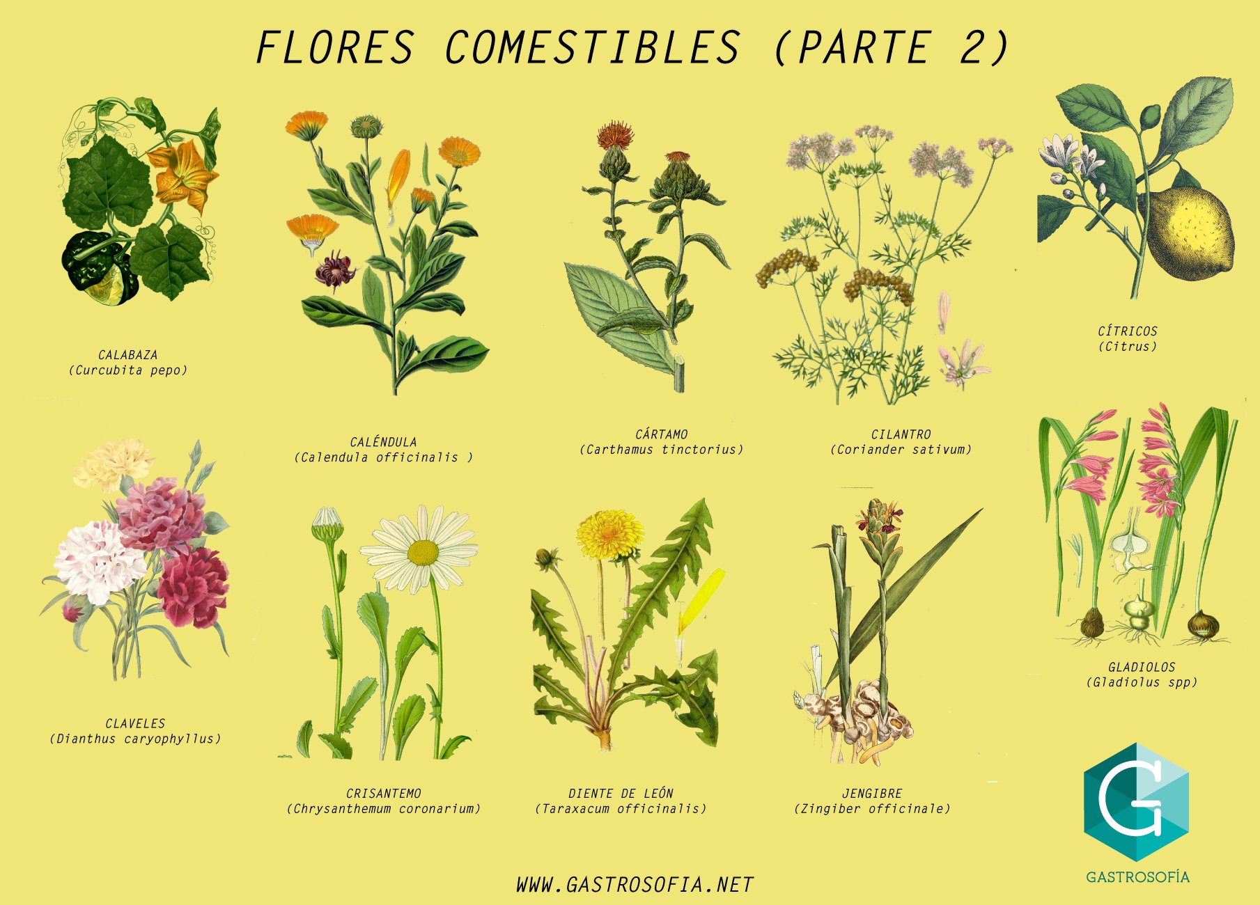 Divulgación de la Ciencia, UNAM - ¡Deli! 🌺 Flores comestibles 🌷  #RedescubreLaCiencia