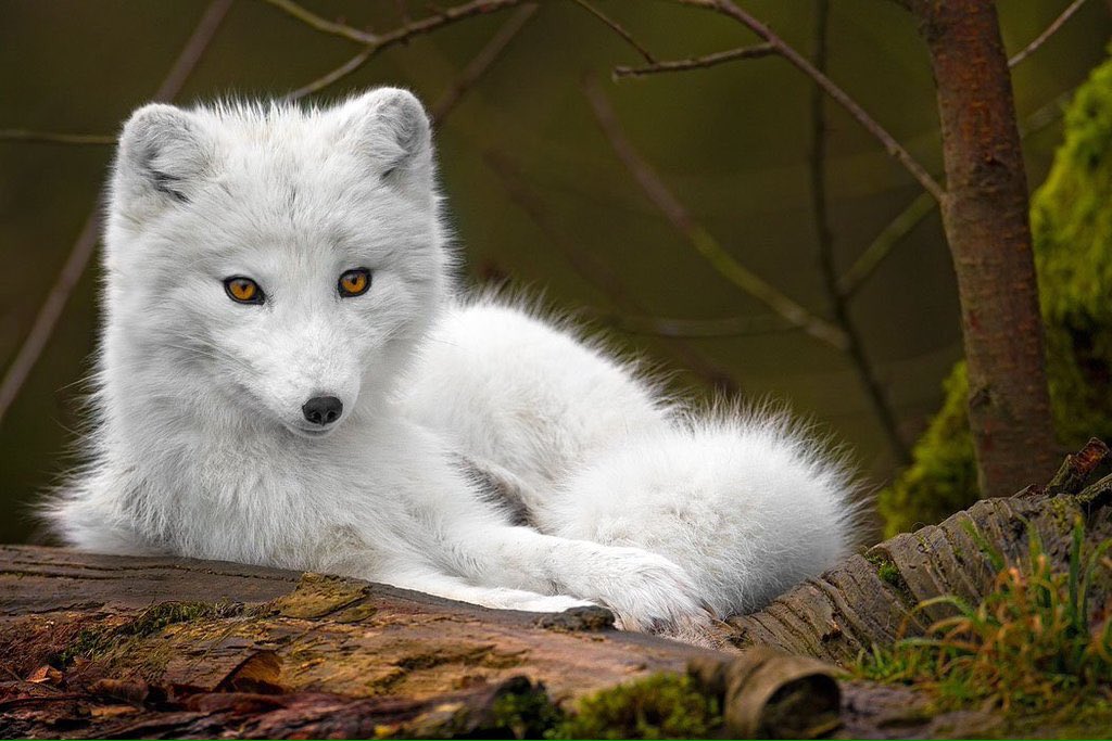 ecorepublicano's tweet photo. Nada justifica matar y arrancar la piel de los animales para vestir la vanidad. Se necesitan 50 zorros por abrigo. https://t.co/HOHYNr897f