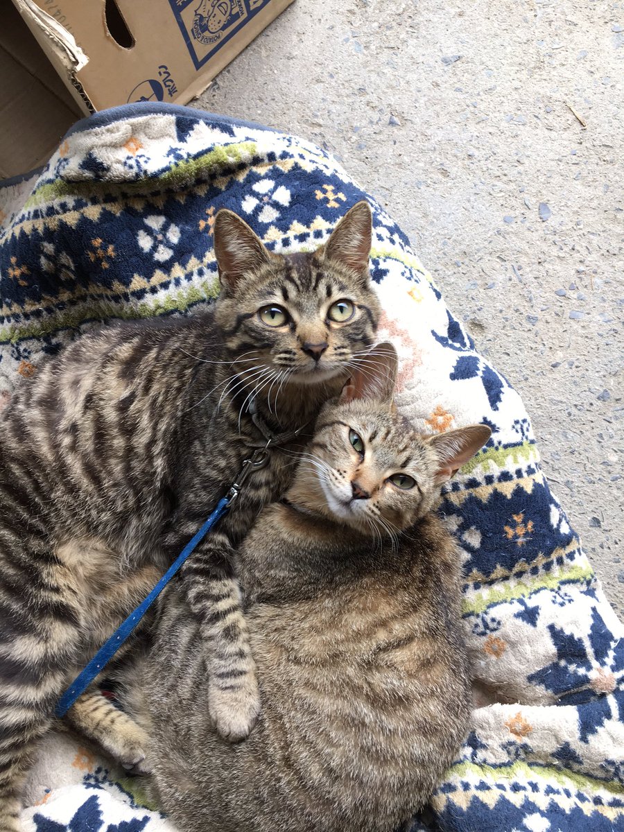 pinechan_RT's tweet image. にゃんこ