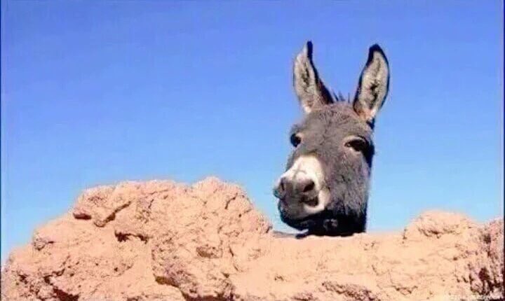 فيصل القاسم في لحظة مراقبة اجتياح العراقيين لتويتر #حشد_العراق_ينتصر <a href="/kasimf/">فيصل القاسم</a>