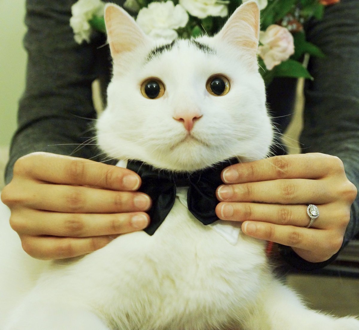 Samhaseyebrows's tweet photo. Ma got #engaged ! Is it normal for the Best Cat to be this excited for #wedding dress shopping?! https://t.co/njn8Yzkfu9