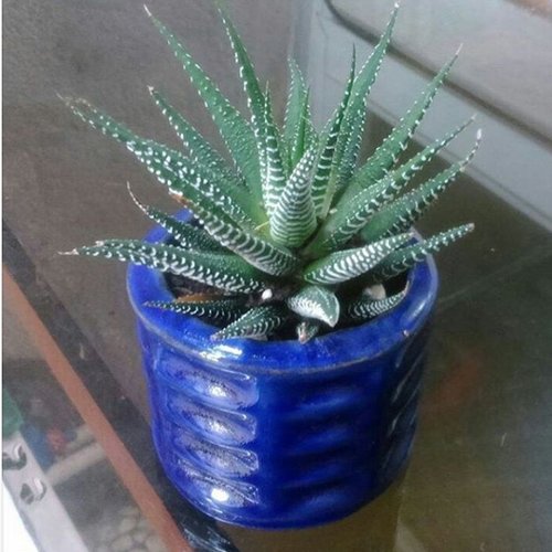 arizonapottery's tweet photo. Cobalt Blue pottery makes all plant materials look better.  #arizonapottery #pottery #planters #pots #tips #bluepots https://t.co/cvRYy5tbeK