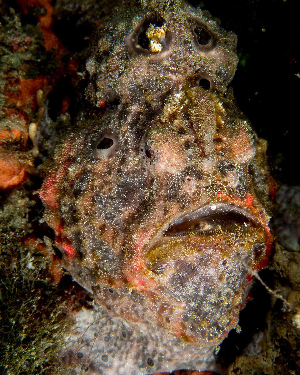 Funwith_scuba's tweet photo. Painted Frogfish, 6cm Photo taken Dec 2015 in Lembeh, Indonesia. See more @ https://t.co/eB1pwiejSk. Prints &amp; onlin… https://t.co/yLsYDW5N7Z