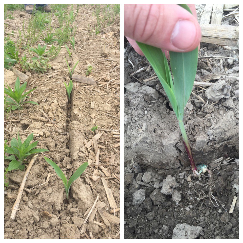 dillans12's tweet photo. Looking at a field that was planted under wet conditions. Open furrow and side wall compaction #Grow16 #ScoutFields https://t.co/EKwOXL9Qea
