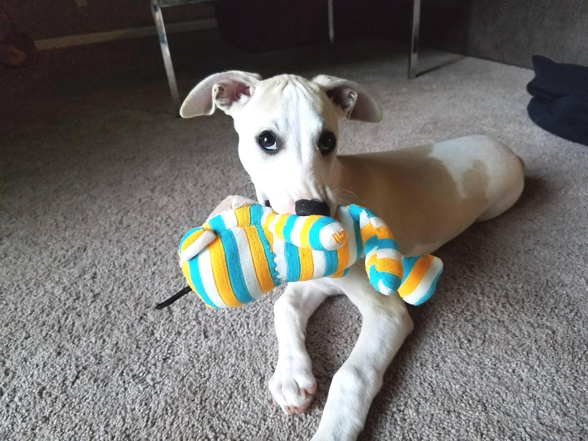 pathofanimals's tweet image. Whippet puppy!