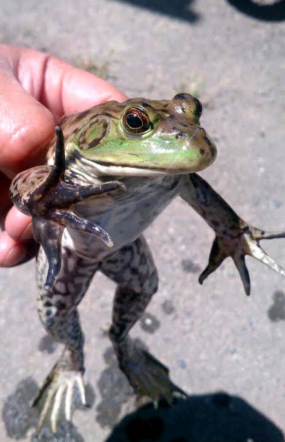 モデロー 天魚 チョウセンブナ の瓶に 不法侵入をしていたウシカエル様 彼の立派な体型をつくる為に 何尾のお魚が お腹に収まったのかは 不明 モデロー 天魚 チョウセンブナ の瓶に 不法侵入をしていたウシカエル様 彼の立派な体型をつくる為に 何尾のお魚が お腹に収まったのかは 不明