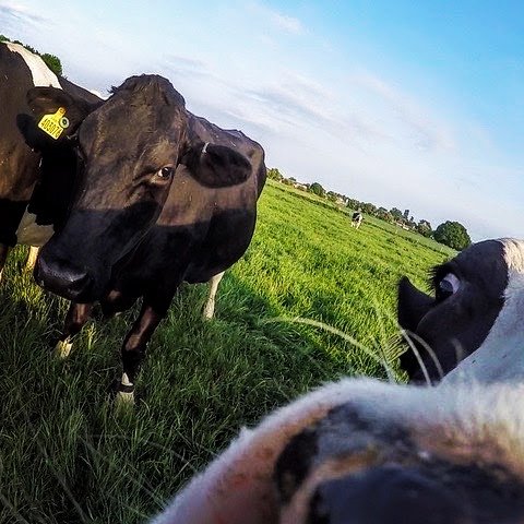 EmmaLouiBurton's tweet photo. Cheeky Cow #happycows #arla #nfu #nfueastanglia #dairy #daisy #nationalhappycowday #wrestpark #silsoe https://t.co/HxrNkSem3m