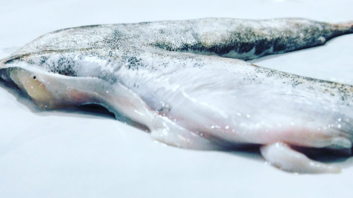 pescadosrabina's tweet photo. Kokotxa merluza fresca by Pescados Rabina#kokotxa #merluza #proveedor #coruña #galicia #galicia100 #bilbao #bilbasen https://t.co/F0cwMYanIM
