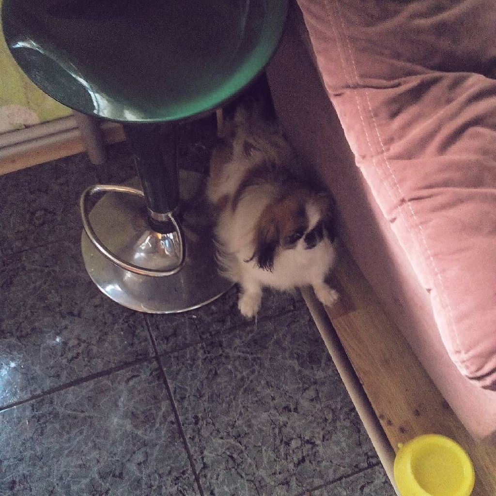 instaslava's tweet photo. Моя😘🐕 by mvakarova https://t.co/EN0TMj2Ckc
