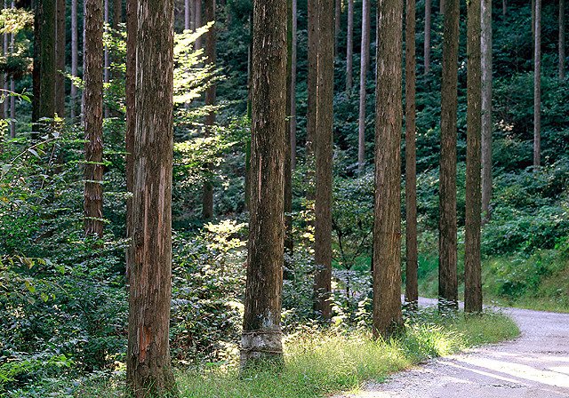 forest_news's tweet image. &amp;lt;국내 최대 편백나무 숲에서 산림치유하자!&amp;gt;장성 치유의 숲, 풍부한 피톤치드를 활용한 아토피, 스트레스 프로그램 등을 진행하고 있답니다. 더 자세히▶me2.do/xPgMo2gb