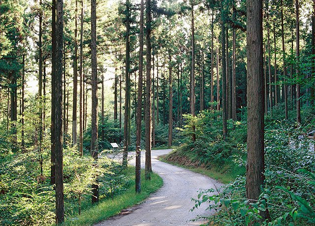 forest_news's tweet image. &amp;lt;국내 최대 편백나무 숲에서 산림치유하자!&amp;gt;장성 치유의 숲, 풍부한 피톤치드를 활용한 아토피, 스트레스 프로그램 등을 진행하고 있답니다. 더 자세히▶me2.do/xPgMo2gb