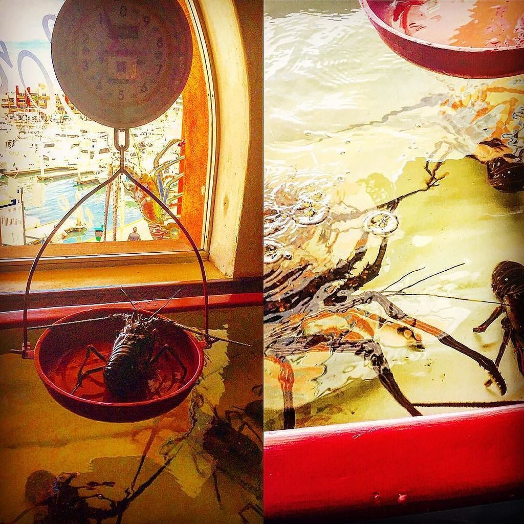 ThingsToDoCabo's tweet image. #WhatToDoInCabo - Downtown Life - The lobster I&apos;m about to eat dazing out of the window #mexicanstyle #lobster #sea…