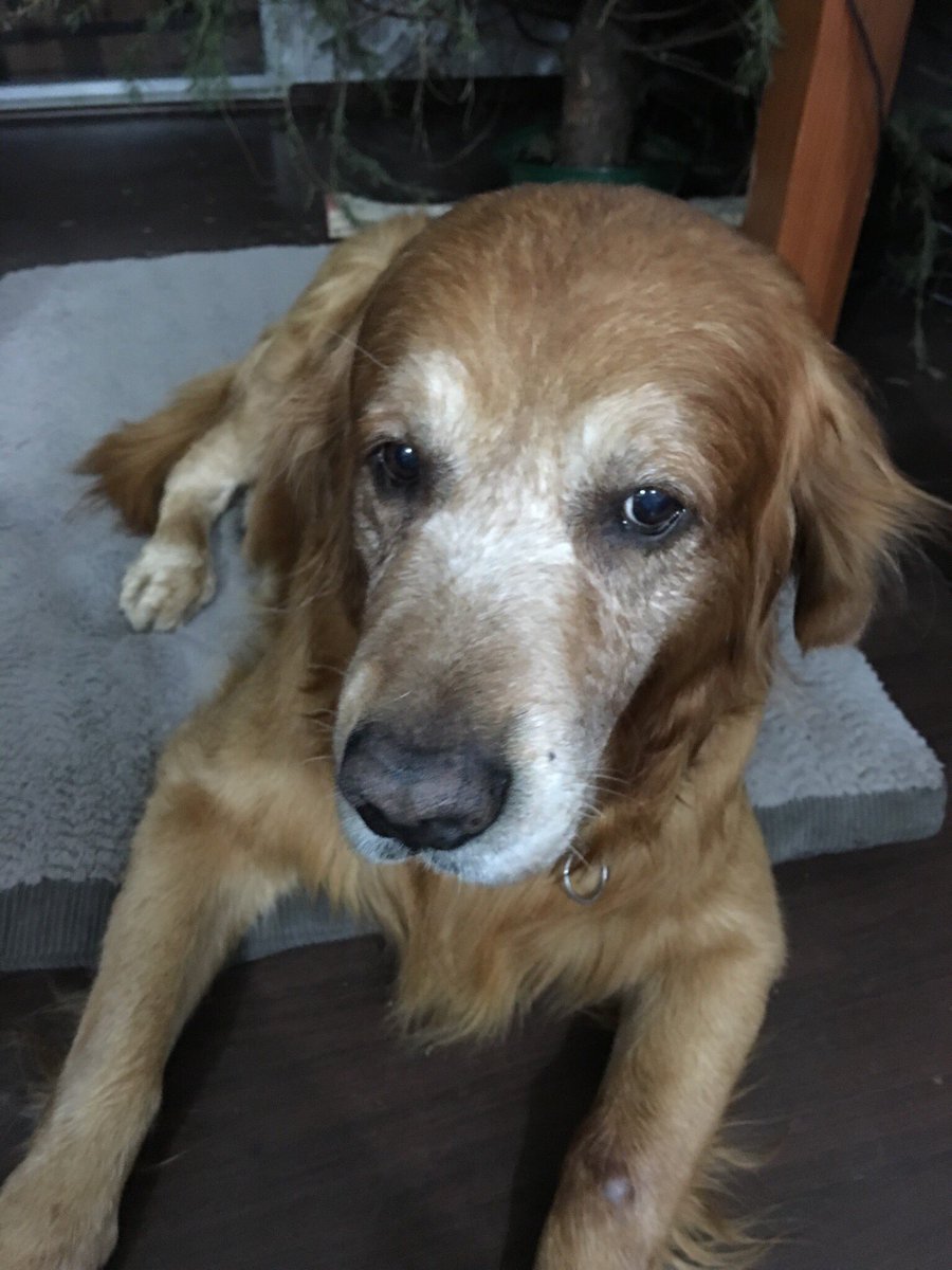 JuanMTE's tweet photo. Ayuda #PetLovers #MiReinoACambioDe 1 técnica para re-educar a un perrito a hacer del baño en 1espacio dentro d casa https://t.co/Thlrhm593J
