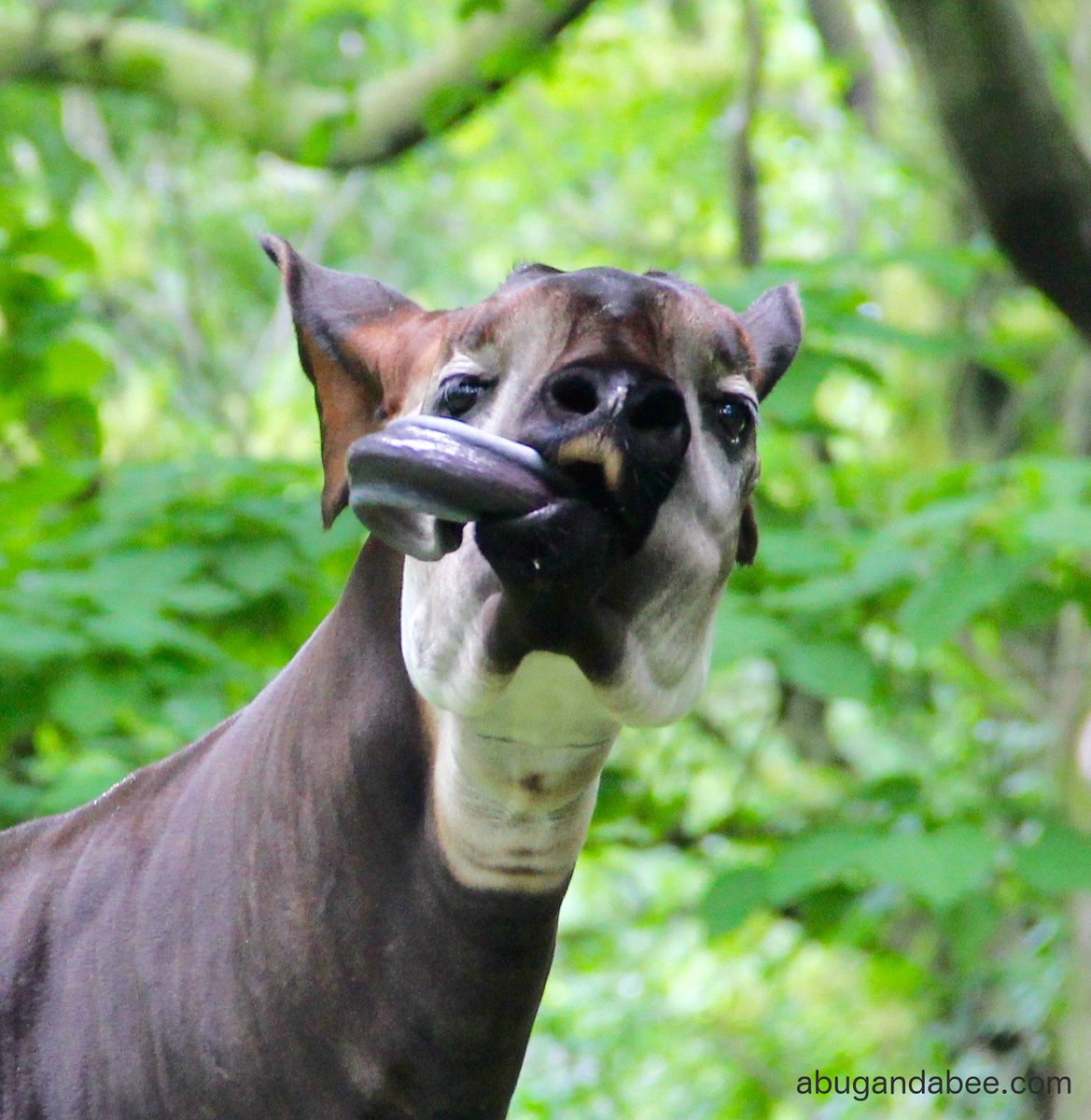 abugandabee's tweet image. Fierce competition between the &quot;something wild ass&quot; &amp;amp; the okapi...
abugandabee.com/?p=3023 #STLZoo #parenting #kids